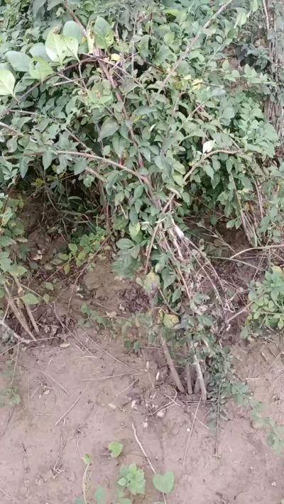 出售药用连翘苗，科研五号优质种苗，2/5年苗，药用连翘树，挂果树，全国包邮到家！财富密码18534302961