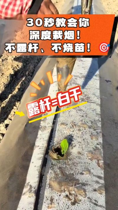 这个栽法太关键了！深栽是烤烟成活的根本，亲测有效！