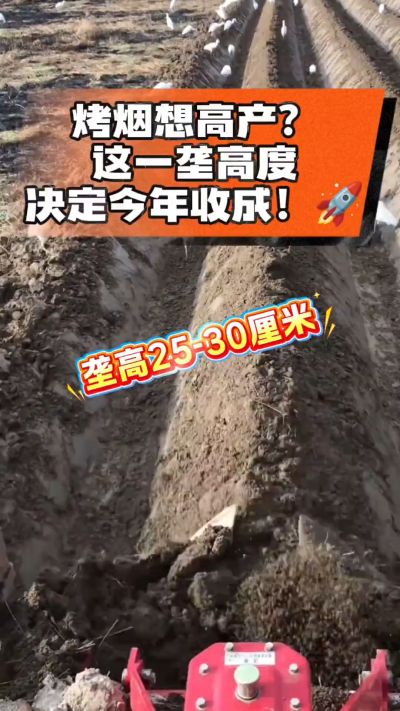 想让烤烟高产，就得从细节抓起。分享一点实打实的干货，只为帮大家少走弯路，种出好烟叶！🌱👍