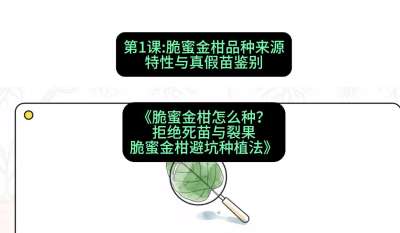 第1节：脆蜜金柑品种来源、特性与真假苗鉴别，课程：《脆蜜金柑怎么种？拒绝死苗与裂果，脆蜜金柑8步避坑种植法》#识农AI