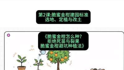 第2节：脆蜜金柑建园标准：选地、定植与改土，课程：《脆蜜金柑怎么种？拒绝死苗与裂果，脆蜜金柑8步避坑种植法》#识农AI