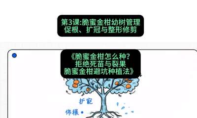 第3节：脆蜜金柑幼树管理：促根、扩冠与整形修剪，课程：《脆蜜金柑怎么种？拒绝死苗与裂果，脆蜜金柑8步避坑种植法》#识农AI