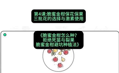 第4节：脆蜜金柑保花保果：三批花的选择与激素使用，课程：《脆蜜金柑怎么种？拒绝死苗与裂果，脆蜜金柑8步避坑种植法》#识农AI