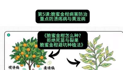 第5节：脆蜜金柑病害防治：重点防溃疡病与黄龙病，课程：《脆蜜金柑怎么种？拒绝死苗与裂果，脆蜜金柑8步避坑种植法》#识农AI