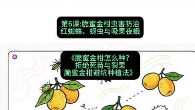 第6节：脆蜜金柑虫害防治：红蜘蛛、蚜虫与吸果夜蛾，课程：《脆蜜金柑怎么种？拒绝死苗与裂果，脆蜜金柑8步避坑种植法》#识农AI