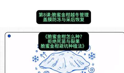 第8节：脆蜜金柑越冬管理：盖膜防冻与采后恢复，课程：《脆蜜金柑怎么种？拒绝死苗与裂果，脆蜜金柑8步避坑种植法》#识农AI