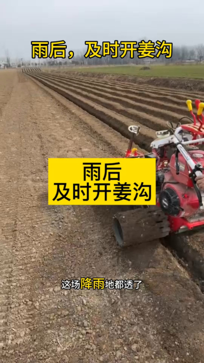 雨后，及时开姜沟！