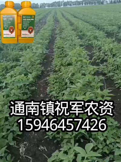 大豆苗前封闭，可封红根苋菜，灰菜，兰花菜，野豆子，捞豆秧等恶性杂草，封杀兼备的高端产品。