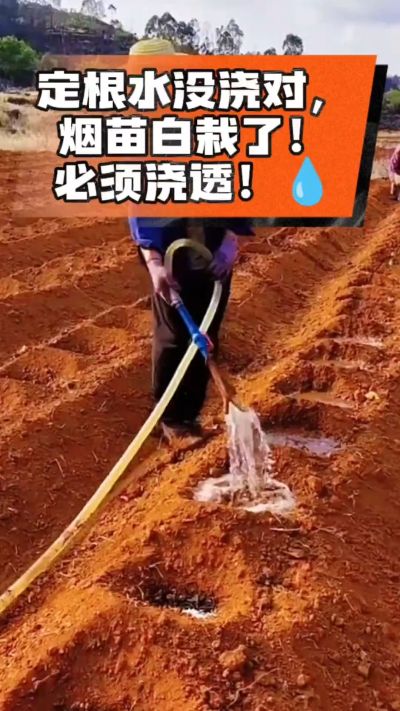 烤烟移栽定根水这么浇，烟苗稳活不僵苗！水里加点它，缓苗快、长势壮，种烟新手必看！