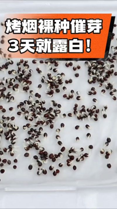 烤烟裸种催芽小技巧，清水浸泡、保温保湿，3天就能露白，出苗快又齐！烟农朋友收藏备用～