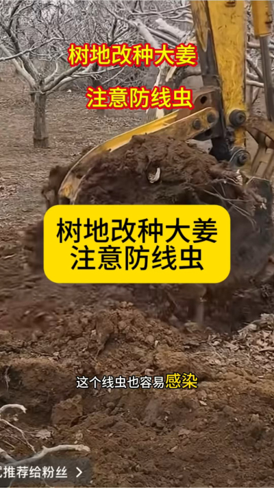 树地改种大姜，注意防线虫！