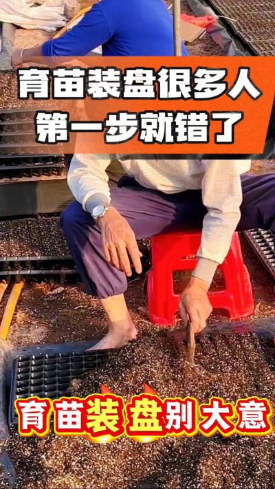 烤烟育苗基质装盘，一步做对，出苗整齐又壮苗！装盘技巧记牢，少走弯路，育苗更省心