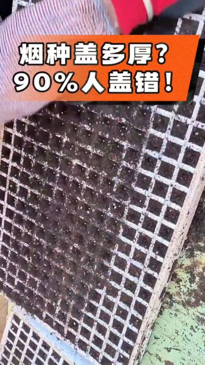 烟种盖多厚？90%烟农都盖错！薄盖才出苗齐、不闷种，烤烟育苗关键一步，照着做就对了