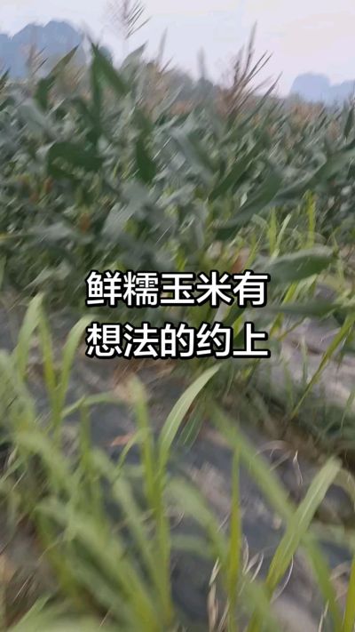 农户种植的白糯玉米大量上市，助农帮农在行动