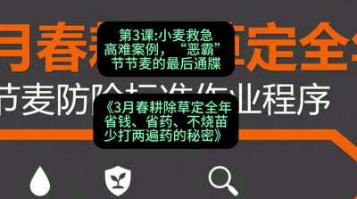 第3节：小麦救急高难案例，&ldquo;恶霸&rdquo;节节麦的最后通牒，课程：《3月春耕除草定全年：省钱、省药、不烧苗、少打两遍药的秘密》