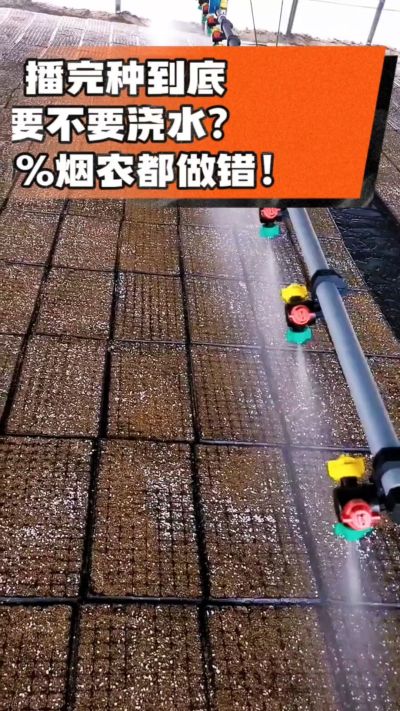 烤烟播完种一定要浇透底水，喷雾慢浇、别大水冲，盘底漏水才算到位，出苗又齐又壮！#烤烟育苗 #烤烟种植 #烟农干货 #育苗技术