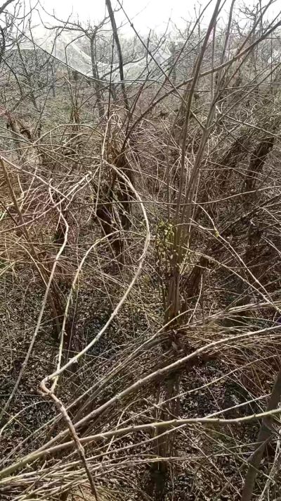 出售药用连翘苗，科研五号优质种苗，2/5年苗，药用连翘树，挂果树，全国包邮到家！财富密码18534302961