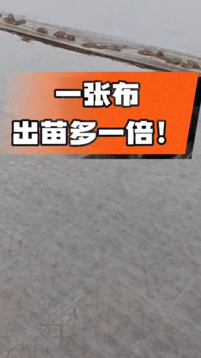 烤烟育苗盖无纺布，保温保湿出苗齐，不烂种、出苗快，烟农必备小技巧！