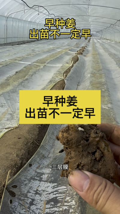 早种姜，出苗不一定早！