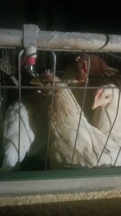 这鸡群在怪叫，怪叫的原因是痰化黏着，形成的比呼噜更重的一种呼吸道。其病因为肺中有热，热灼而痰黏，从而引起的怪叫。