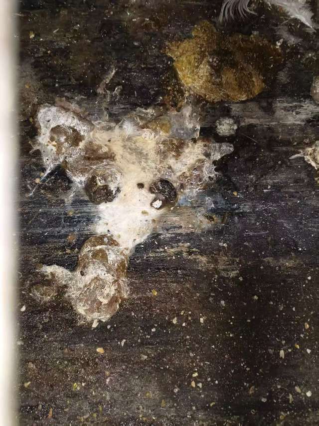 蛋鸡拉白稀的问题