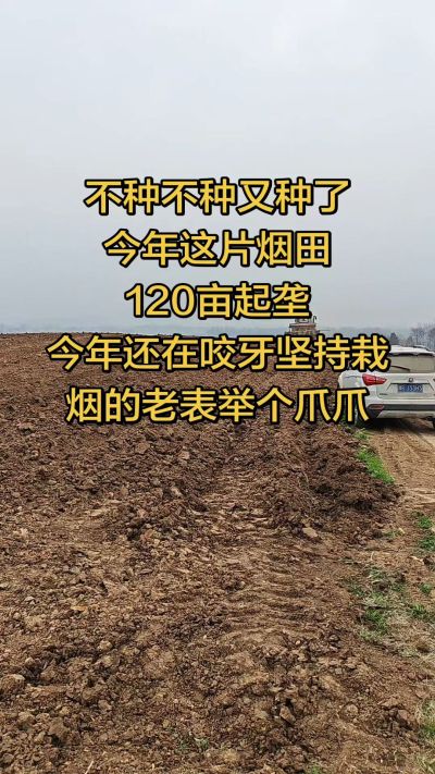 不种不种又种啦，还在咬牙坚持栽烟的老表集合啦！