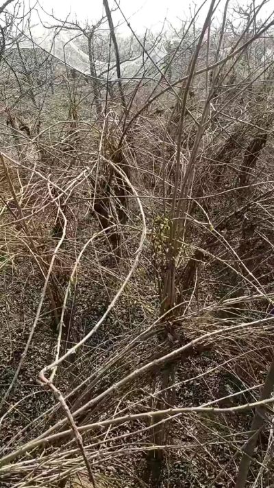 药用连翘苗，科研种苗定制树。挂果树。需要联系18534302961