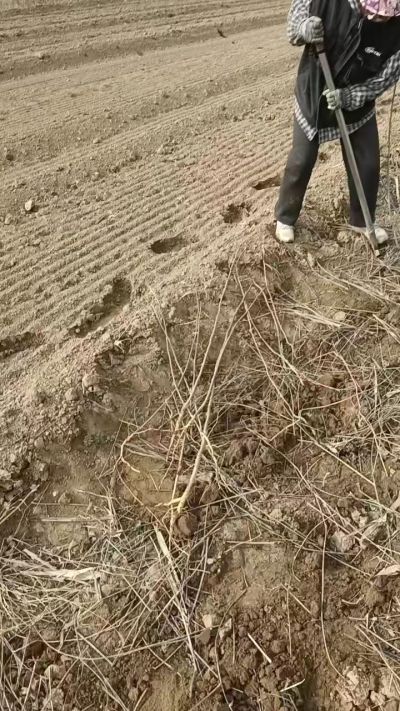 臭椿苗，一年籽播苗，地径0.5/1公分以上。需要联系18534302961