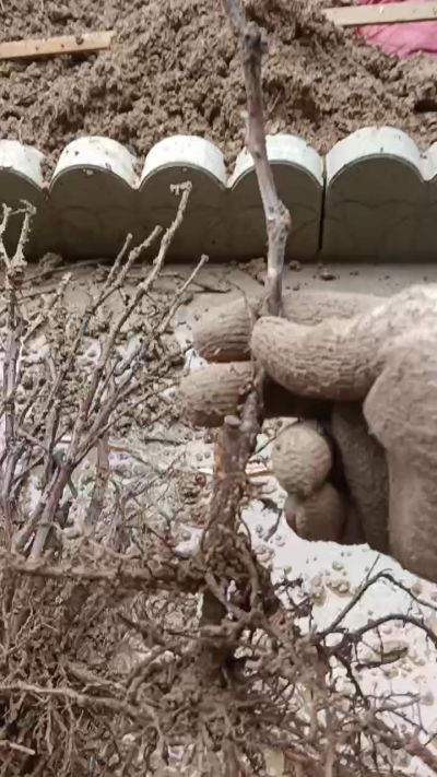 巨峰葡萄苗，一年扦插苗，需要联系我18534302961