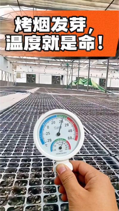 老烟农都懂：发芽温度不对，后期再管都白费！
