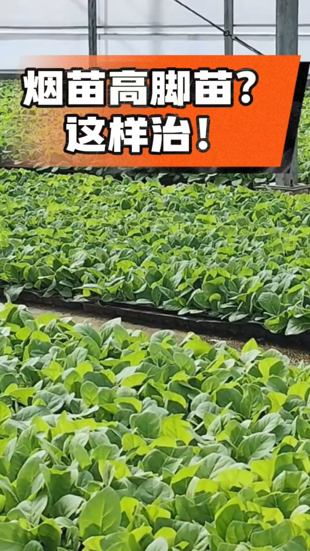 烤烟齐苗期管理关键：精准控温，防高脚苗，培育壮苗好上手！