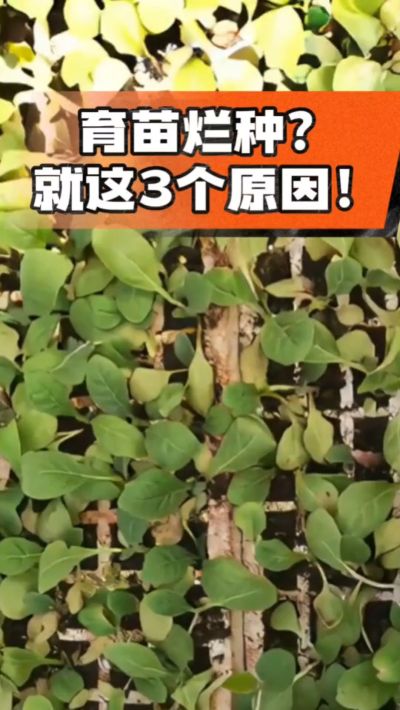 烤烟育苗烂种？3个原因讲清楚！消毒、控水、控温，做到就苗齐苗壮🔥
#烤烟育苗 #烤烟种植 #烂种防治 #烟农
