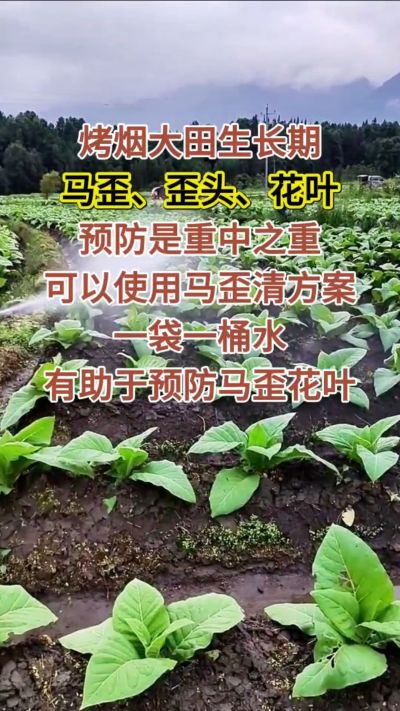 烤烟大田生长期，马歪歪头花叶预防是重中之重，可以使用马歪清方案，一袋一桶水，有助于预防马歪花叶。
烤烟管理早做一步，后期少操心！#烤烟种植#烤烟管理#烤烟大田管理#烤烟病害防治