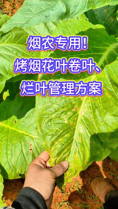 烟叶种植想高产，记住一防、二控、三巩固！