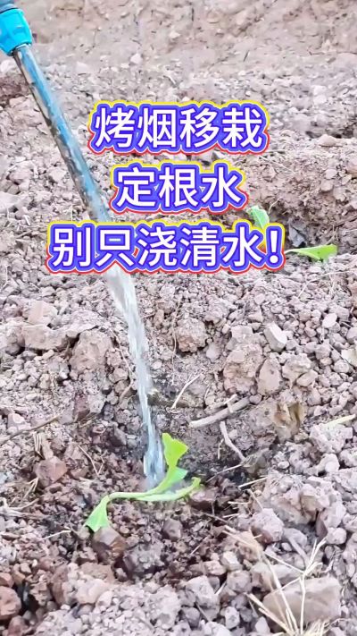 烤烟移栽别只浇清水！定根水这么配，烟苗缓苗快、扎根稳，重茬地也能壮苗，后期长势看得见～