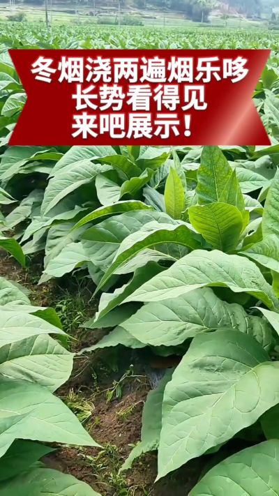 冬烟浇两遍烟乐哆生根套餐
根系壮、长势旺
好烟都是管出来的
实拍效果看得见，欢迎烟农朋友交流经验